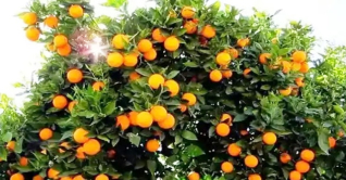 কুমিল্লায় মাল্টা বিক্রি করে খুশি চাষিরা