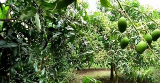 আমবাগানে পুলিশ মোতায়েন ঠেকাতে রাষ্ট্রপক্ষের আপিল আমবাগানে পুলিশ মোতায়েন ঠেকাতে রাষ্ট্রপক্ষের আপিল