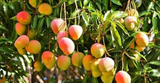 রাজশাহীর আমের খোঁজ দিচ্ছে অ্যাপ রাজশাহীর আমের খোঁজ দিচ্ছে অ্যাপ