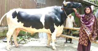মিনু সাহার খামারে প্রাকৃতিক উপায়ে বড় হচ্ছে ‘রাজা মানিক’