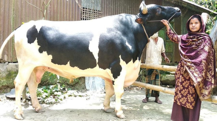 মিনু সাহার খামারে প্রাকৃতিক উপায়ে বড় হচ্ছে ‘রাজা মানিক’