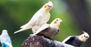 পোষা পাখির যত্ন কিভাবে নেবেন, জানুন কিছু টিপস পোষা পাখির যত্ন কিভাবে নেবেন, জানুন কিছু টিপস