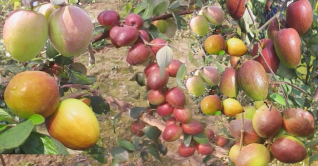 পটুয়াখালীতে থাই আপেল‌ কুল চাষে বাজিমাত