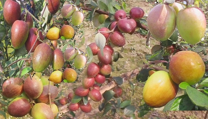 সংগৃহীত ছবি