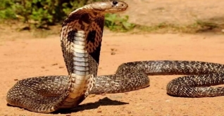 বর্ষা মৌসুমে সাপের দংশন থেকে সাবধান বর্ষা মৌসুমে সাপের দংশন থেকে সাবধান