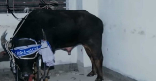 মগবাজারে মহিষের গুঁতোয় নারীর মৃত্যু মগবাজারে মহিষের গুঁতোয় নারীর মৃত্যু