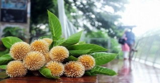 আজ পহেলা আষাঢ়, আবার এসেছে বর্ষা