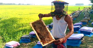 চলনবিলে ‘মধু’র হাঁড়ি