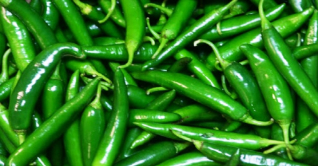 কাঁচা মরিচের কেজি ৩২০ কাঁচা মরিচের কেজি ৩২০