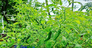 এবার প্রধানমন্ত্রীর ছাদবাগানে কাঁচামরিচ