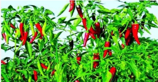 কুড়িগ্রামে মরিচের বাম্পার ফলন কুড়িগ্রামে মরিচের বাম্পার ফলন