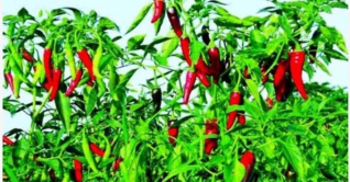 তিতাসে বিস্তীর্ণ মাঠে লাল টুকটুকে পাকা মরিচ
