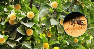 মশক নিধনে কদম গাছ লাগাতে বললেন মেয়র তাপস