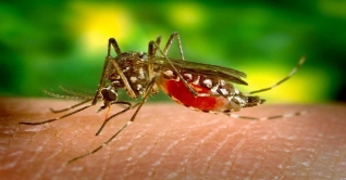 বিশ্ব মশা দিবস আজ বিশ্ব মশা দিবস আজ