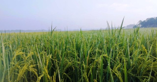 মৌলভীবাজারে আগাম শীতের আমেজ মৌলভীবাজারে আগাম শীতের আমেজ