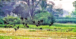 অতিথি পাখির কলকাকলিতে মুখর ‘ময়না দ্বীপ’
