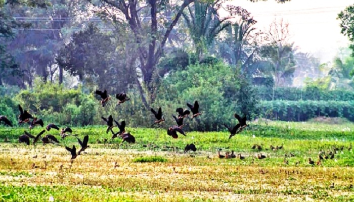 ফাইল ছবি