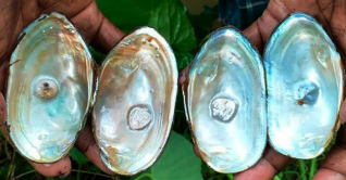 বরগুনার ৩ উপজেলায় মুক্তা চাষ