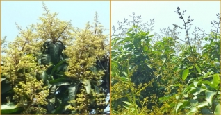 মুকুলের ঘ্রাণে মাতোয়ারা ইবি ক্যাম্পাস মুকুলের ঘ্রাণে মাতোয়ারা ইবি ক্যাম্পাস