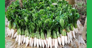 গোমতীর চরে মুলার বাম্পার ফলন