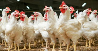 রমজান ঘিরে বেড়েছে মুরগির দাম রমজান ঘিরে বেড়েছে মুরগির দাম