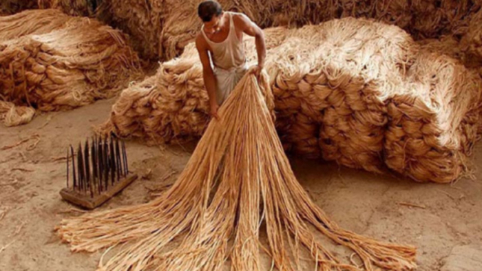 মেঘ রোদ্দুরের খেলায় নাটোরে চলছে পাটকাটার উৎসব