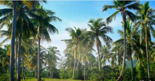 নারিকেলের বাগানের দিকে ঝুঁকছে গ্রামীণ নারীরা নারিকেলের বাগানের দিকে ঝুঁকছে গ্রামীণ নারীরা