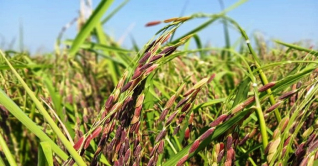 সবুজের মাঝে কালো ধান নজর কেড়েছে সবার সবুজের মাঝে কালো ধান নজর কেড়েছে সবার