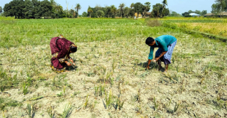 মিরসরাইয়ে প্রথমবার বাণিজ্যিক পেঁয়াজ চাষে সফল দম্পতি