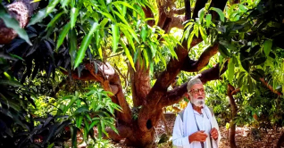 এক গাছে ৩শ প্রজাতির আম