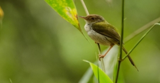 ছড়া : ছোট্ট পাখি টুনাটুনি