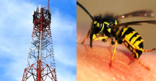 আত্মহত্যার জন্য টাওয়ারে, ভিমরুলের গান শুনেই লাফ নারী আত্মহত্যার জন্য টাওয়ারে, ভিমরুলের গান শুনেই লাফ নারী