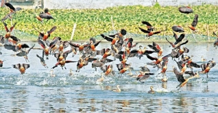 ভোলার চরাঞ্চলগুলো অতিথি পাখির কলকাকলিতে মুখরিত