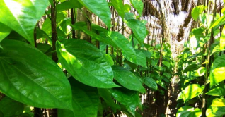 মেহেরপুরে দিন-দিন বাড়ছে পান চাষ