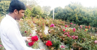 ছোট্ট একটি ছাদেই ৩০০ জাতের গোলাপ