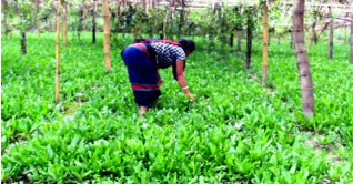 পাহাড়ে উৎপাদিত বিলাতি ধনে পাতার সুনাম সর্বত্র