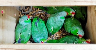 সীমান্ত থেকে বিরল প্রজাতির ৪৬ পাখি উদ্ধার