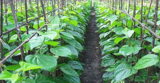 কুমিল্লায় পানের বরজের নজরকারা দৃশ্য