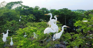 বক-পানকৌড়ির কিচিরমিচিরে মুখর কুমিল্লার কিশোরনগর