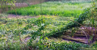 মুন্সীগঞ্জে পানির অভাবে ক্ষেতেই নষ্ট হচ্ছে পাট মুন্সীগঞ্জে পানির অভাবে ক্ষেতেই নষ্ট হচ্ছে পাট