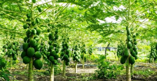 ঘোড়াঘাটের বাগানে থোকায় থোকায় ঝুলছে পেঁপে ঘোড়াঘাটের বাগানে থোকায় থোকায় ঝুলছে পেঁপে