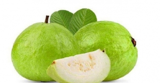 জেনে নিন শীতে পেয়ারার যত উপকারীতা জেনে নিন শীতে পেয়ারার যত উপকারীতা