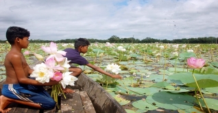 দক্ষিণগ্রামের পদ্মবিল দক্ষিণগ্রামের পদ্মবিল