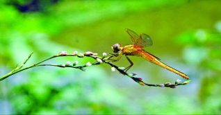 ছোট গল্প : নিঃশব্দ শহরে এক অদ্ভূত ফড়িং
