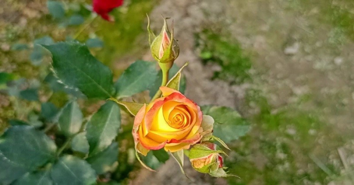 ছবি: সংগ্রহিত।