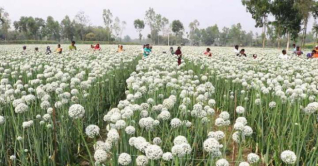 পেঁয়াজের বীজ চাষে স্বপ্ন বুনছেন ঠাকুরগাঁওয়ে কৃষকরা