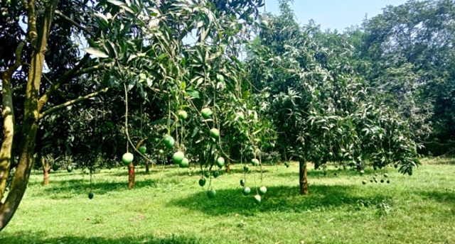 ফাইল ছবি