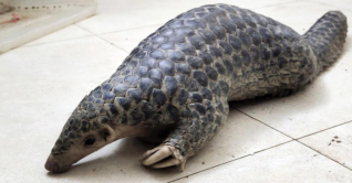 পঞ্চগড়ের বোদা উপজেলায় বিপন্ন প্রজাতির বনরুই উদ্ধার