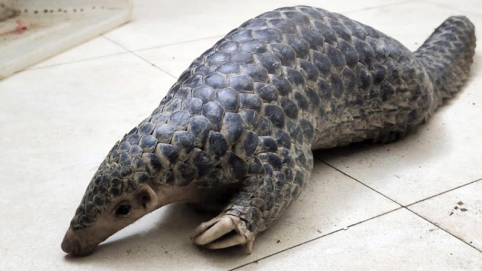 উদ্ধার করা বনরুই। 