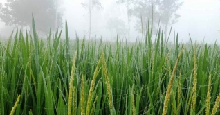 মৌসুমের সর্বনিম্ন তাপমাত্রা পঞ্চগড়ে মৌসুমের সর্বনিম্ন তাপমাত্রা পঞ্চগড়ে